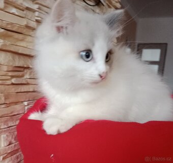 Ragdoll kočičky - 2