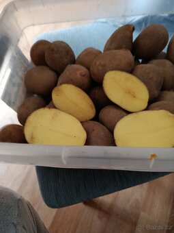 Konzumní brambory - 2