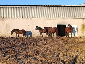 Prodám hřebce WPB, nar.1.8.2022 - 2