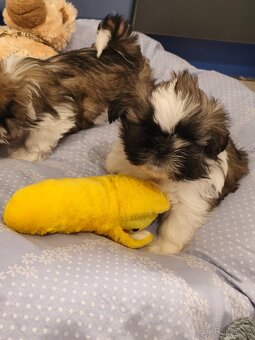 Shih tzu - 2
