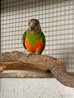 Papoušek senegálský versteri - 2