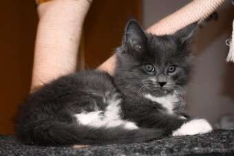 Mainská mývalí bez p.p. - 2