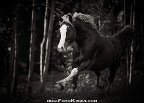 Připouštění Welsh cob - D - 2