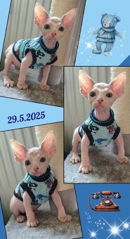Kanadský sphynx koťátka k rezervaci - testována FeLV / FIV - 2