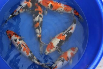 KOI zdravé krásné ryby - 2