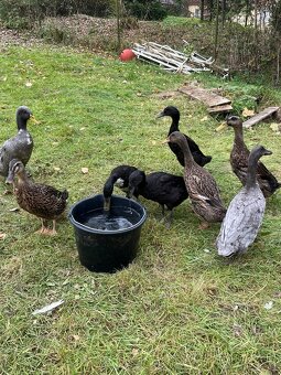 Indičtí běžci - 2