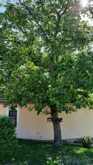 Poptávám pokácení ořešáku - 2