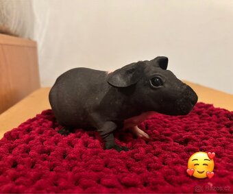 Skinny samičky s PP - 2