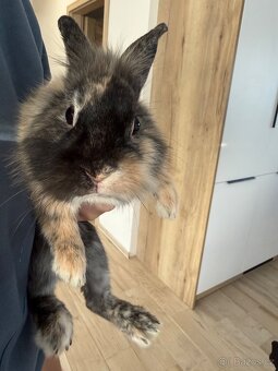 Zakrslý králík - 2