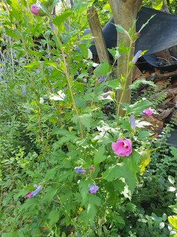 Ibišek syrský růžovofialový - 2