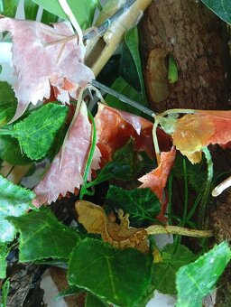 Pagekon řasnatý - 2