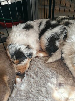 Štěňátka Australský ovčák - 2