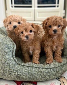 Maltipoo - 2