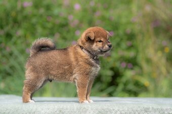 Shiba s PP - 2