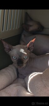 Kotátka Sphynx, holčičky, rodiče papírové - 2