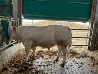 Plemenný býk charolais - 2