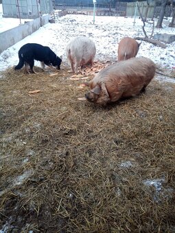 Kune kune prase - 2