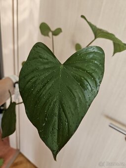 pokojová rostlina- Homalomena rubescens Maggy - 2