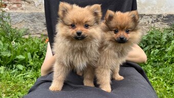 Štěňata Pomeranian/Špic - 2
