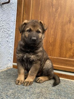 Německý ovčák bez pp - 2