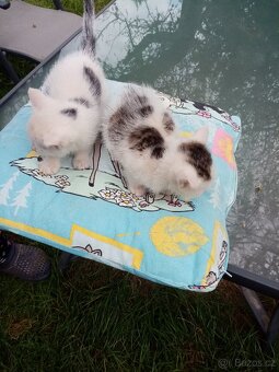 kotě 🙀 - 2