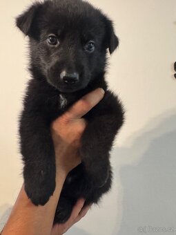 Německý ovčák Štěnata - 2