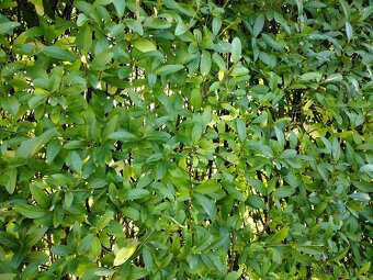 Sazenice ptačí zob - 2