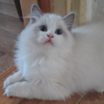 Koťátka  ragdoll s PP (FIFE) - 2