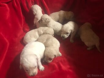 Štěňata Zlatý Retrivr - 2