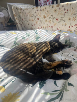 Želvinka Ária hledá domov - 2