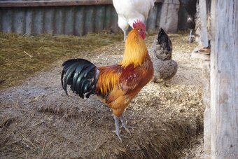 prodám kohouty Dongxiang Lukedanji - 2