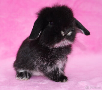 Zakrslý hřívnatý beránek sameček s VP . - 2