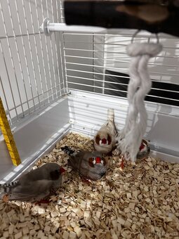 Zebřičky pestré (4 ks) + klec a kompletní vybavení - 2