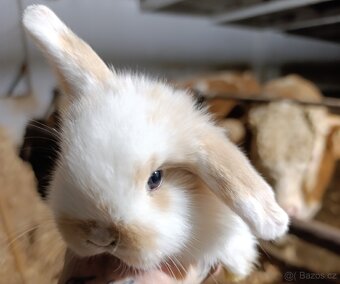 Minilop zakrslý králíček - 2