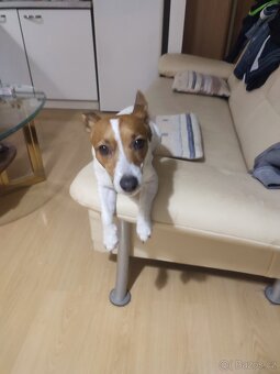 Daruji pejska 😔 - 2