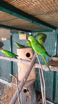 Papoušek nádherný - 2