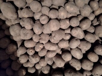 Brambory konzumní, krmné - 2