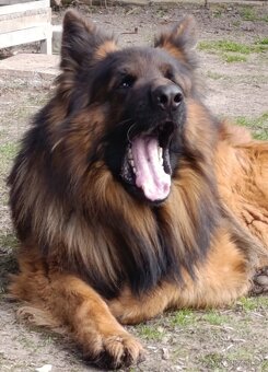 Německý ovčák s PP - 2