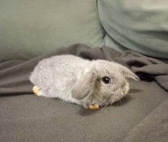 Zakrslý beránek králíček - 2