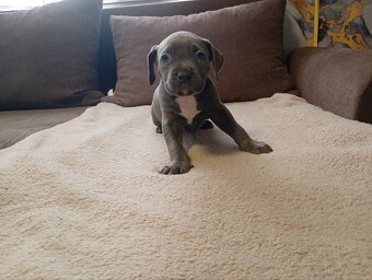 Stafordšírský bulteriér - 2