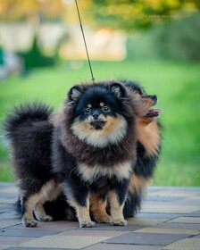 Prodám holku pomeranian špítz - 2