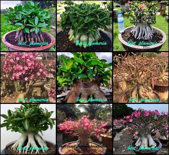Pouštní růže Adenium - 2