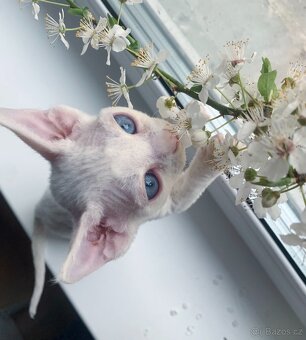 Devon rex - 2