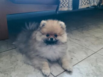Pomeranian s PP FCI - 2