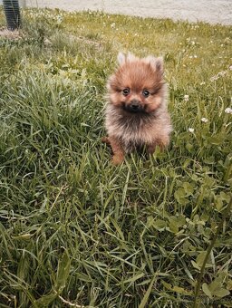Pomeranian bez pp - 2