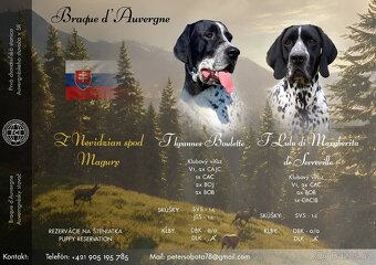 Ohař, Auvergneský ohař, Braque d'Auvergne - 2