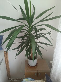 Nabízím pokojovku Yucca Gloriosa/Juka nádherná/ - 2