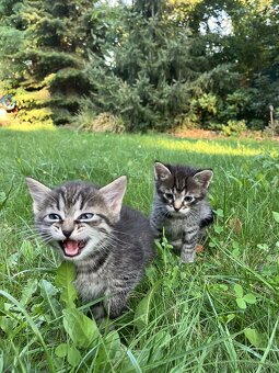 Kotě mainské mývalí - 2