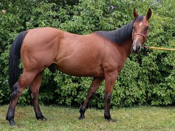 3,5-letý valach QH - 2