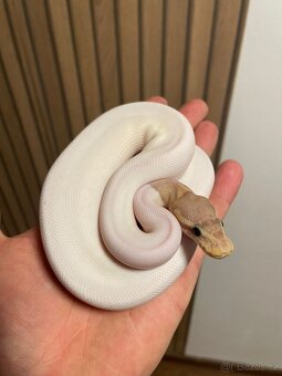 Krajta královská samice Banana Black pastel/Cinnamon Pied - 2